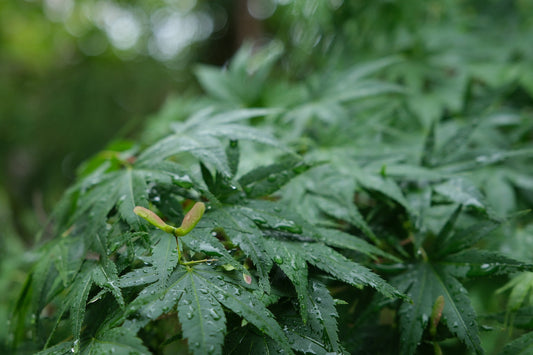 Spring Maples
