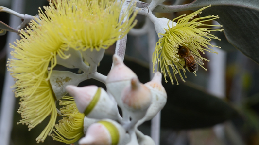 The Polymorphous Rite of Spring