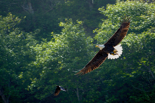 Bald Eagle Wide Wing Span with prey and child